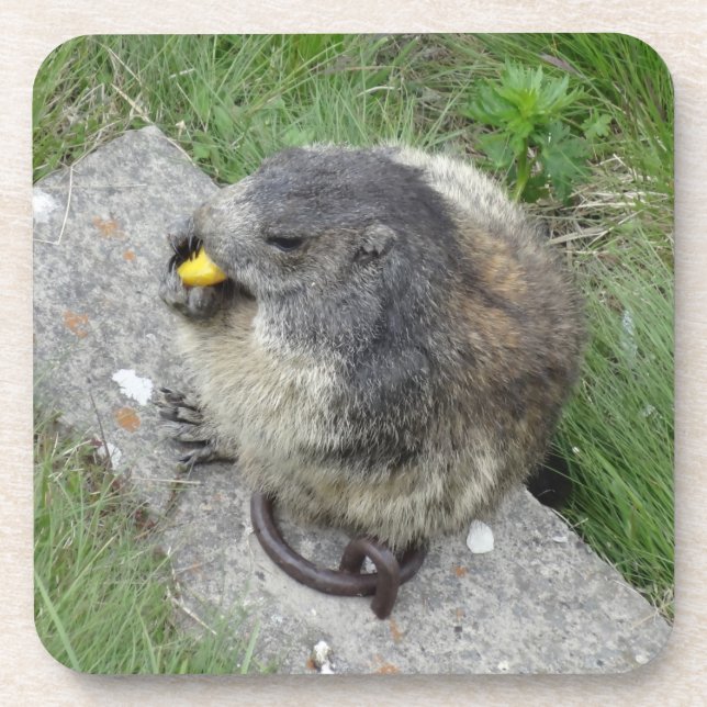 Marmot coasters (Front)