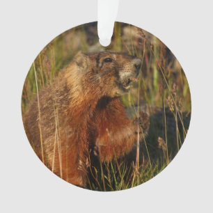 marmot eating grass ornament