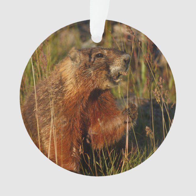marmot eating grass ornament (Front)