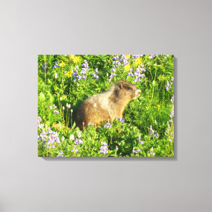 Marmot in Mount Rainier Wildflowers Canvas Print