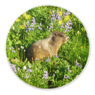 Marmot in Mount Rainier Wildflowers Ceramic Knob