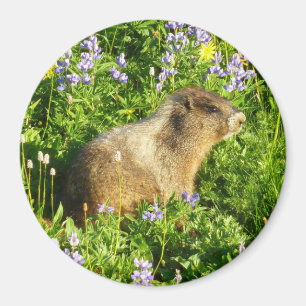 Marmot in Mount Rainier Wildflowers Magnet