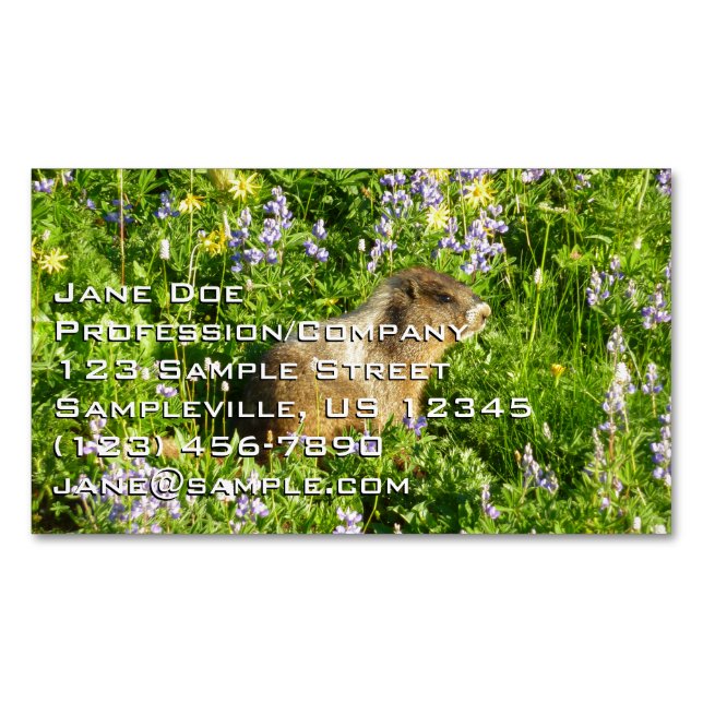 Marmot in Mount Rainier Wildflowers Magnetic Business Card (Front)