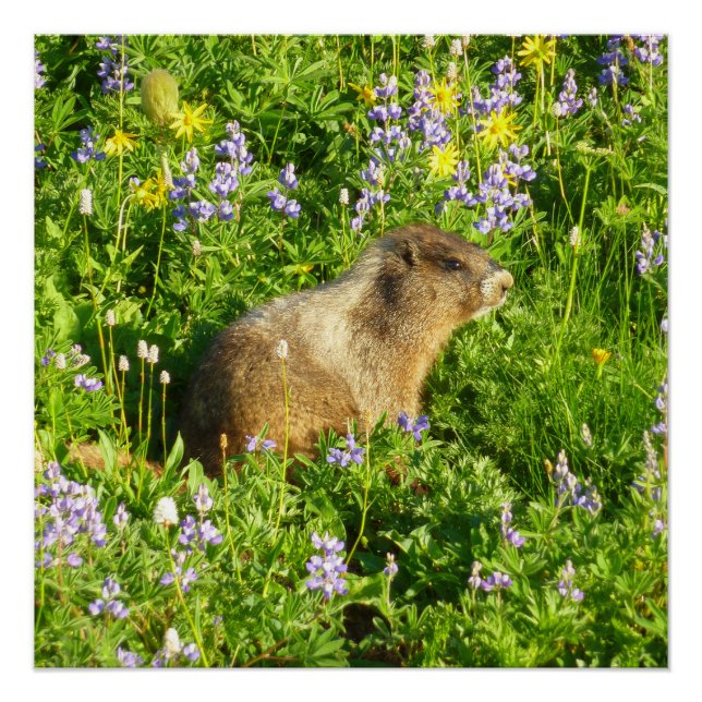 Marmot in Mount Rainier Wildflowers Poster (Front)
