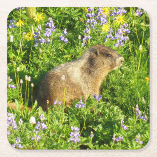 Marmot in Mount Rainier Wildflowers Square Paper Coaster