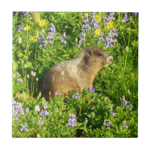 Marmot in Mount Rainier Wildflowers Tile