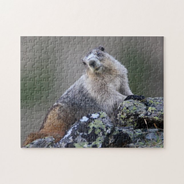 Marmot Jigsaw Puzzle (Horizontal)