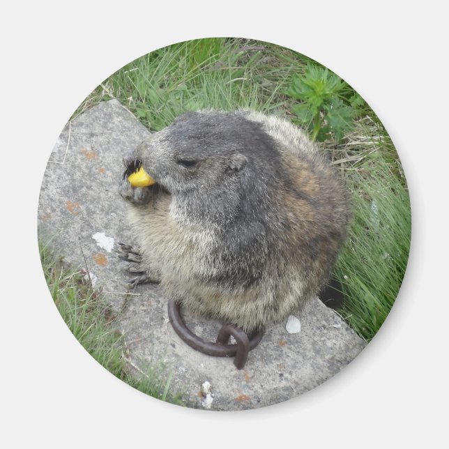 Marmot magnet (Front)