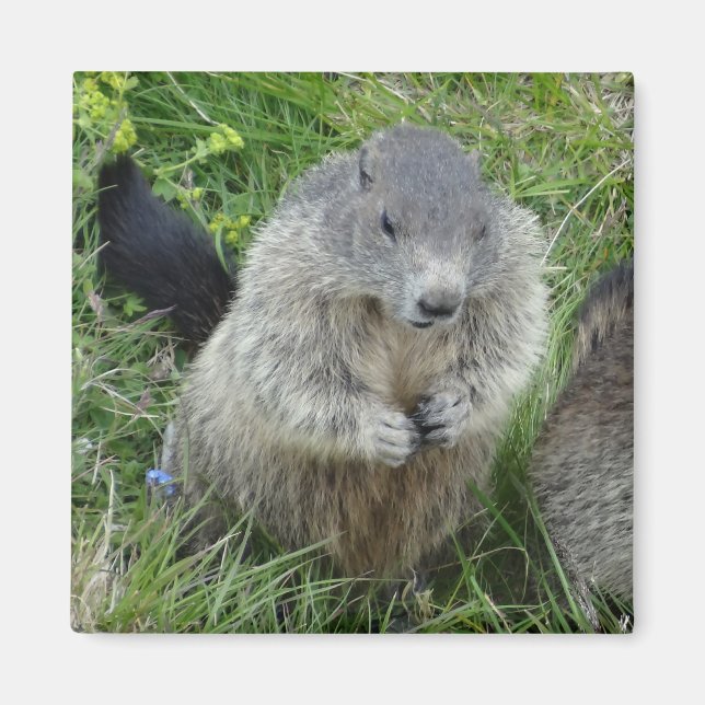 Marmot magnet (Front)