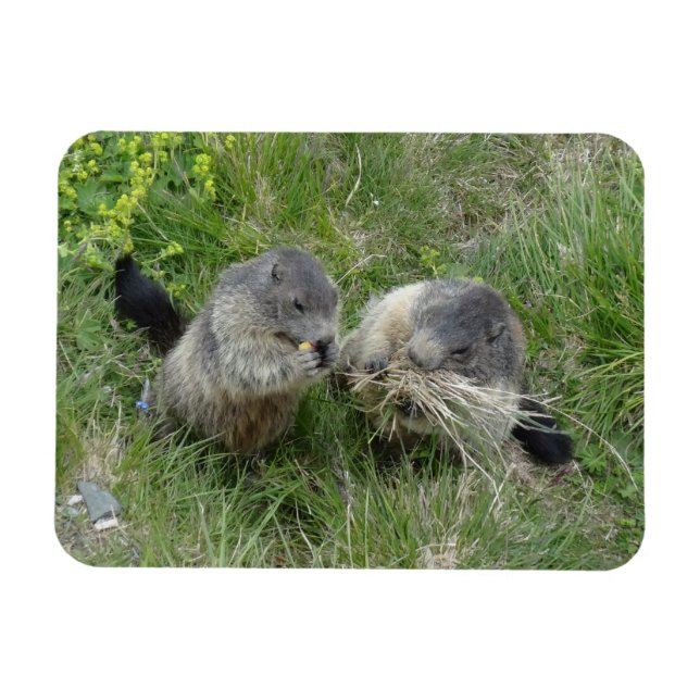 Marmot magnet (Horizontal)