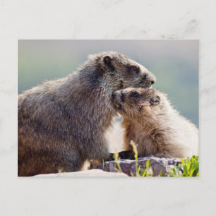 Marmot Mother with Baby Postcard
