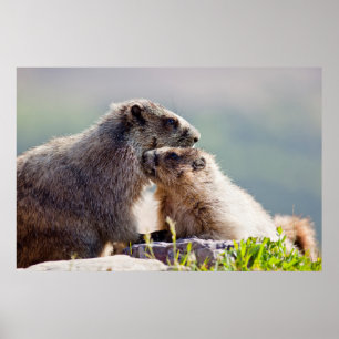 Marmot Mother with Baby Poster