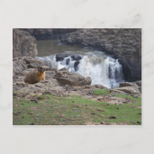 Marmot next to Palouse Falls Postcard