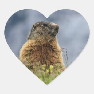 marmot on alpine meadow heart sticker