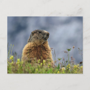 marmot on alpine meadow postcard