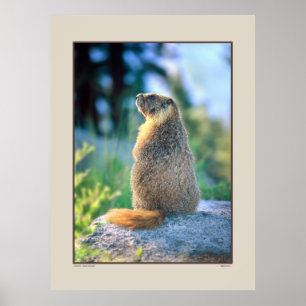 Marmot on Boulder - Sierra Nevadas California Poster