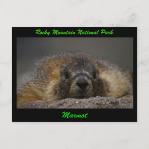 Marmot Postcard