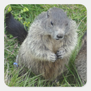 Marmot stickers