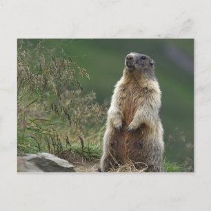Marmota marmota postcard
