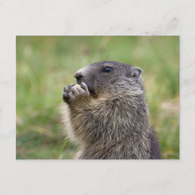 Marmota marmota postcard (Front)