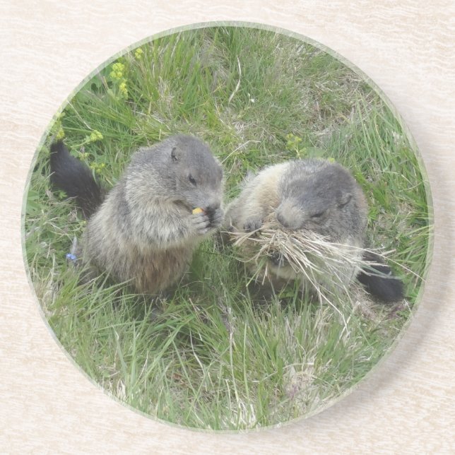 Marmots coaster (Front)