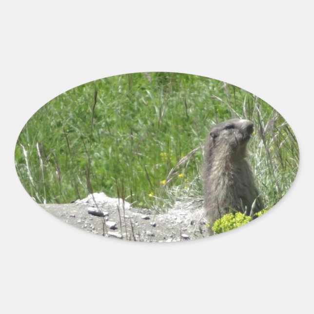 marmots oval sticker (Front)