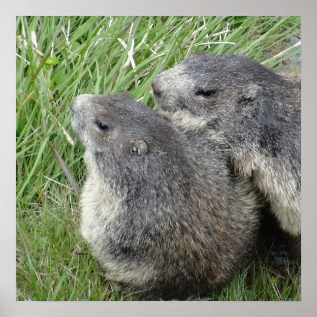 Marmots poster (Front)