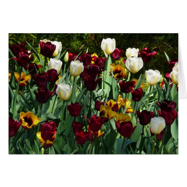 Maroon and Yellow Tulips Colourful Floral (Front Horizontal)