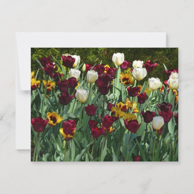 Maroon and Yellow Tulips Colourful Floral Card (Front)