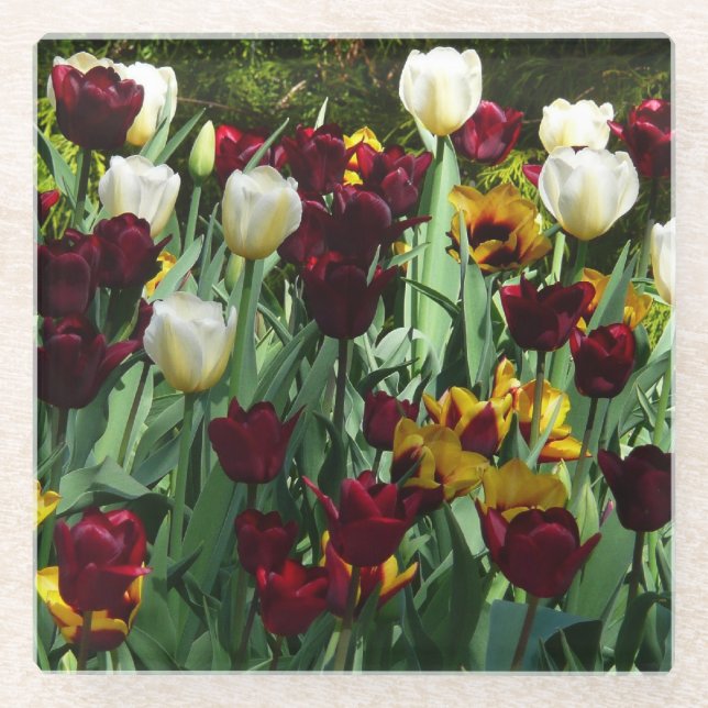 Maroon and Yellow Tulips Colourful Floral Glass Coaster (Front)