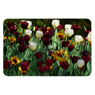 Maroon and Yellow Tulips Colourful Floral Magnet