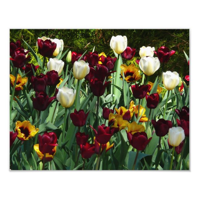 Maroon and Yellow Tulips Colourful Floral Photo Print (Front)