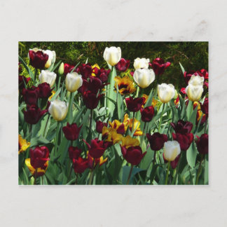Maroon and Yellow Tulips Colourful Floral Postcard