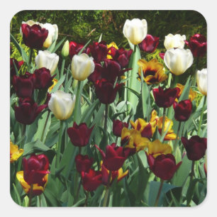 Maroon and Yellow Tulips Colourful Floral Square Sticker