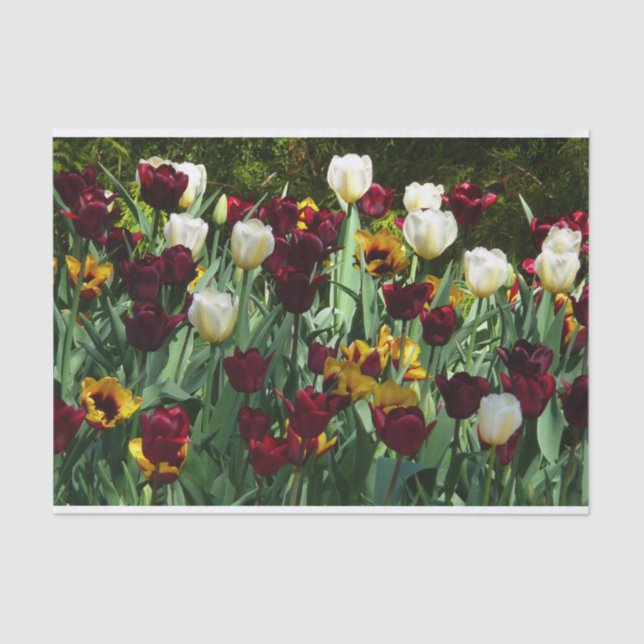 Maroon and Yellow Tulips Colourful Floral Tissue Paper (Front)