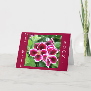 Maroon Beauty, GET WELL, SOON! Card