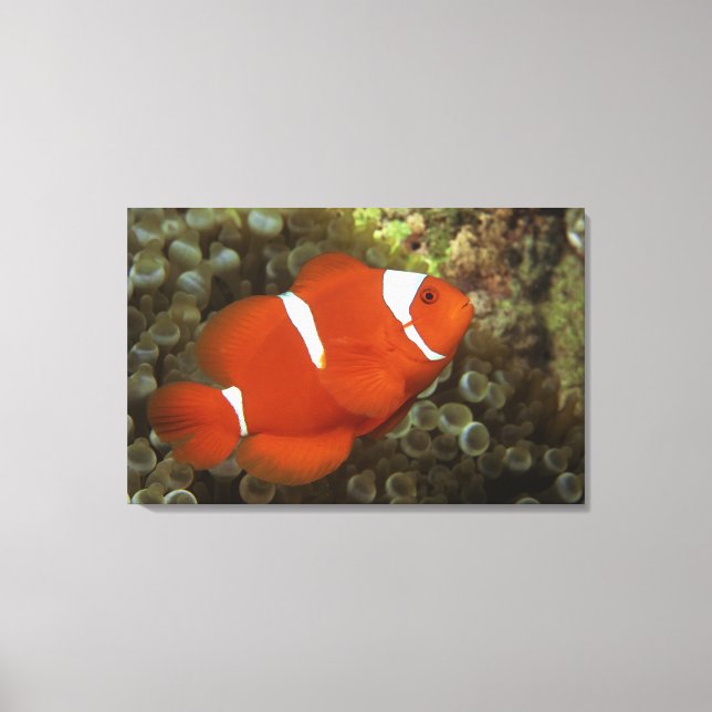 Maroon clownfish with sea anemone canvas print (Front)