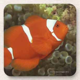 Maroon clownfish with sea anemone coaster