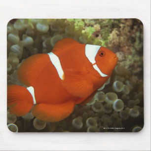 Maroon clownfish with sea anemone mouse mat