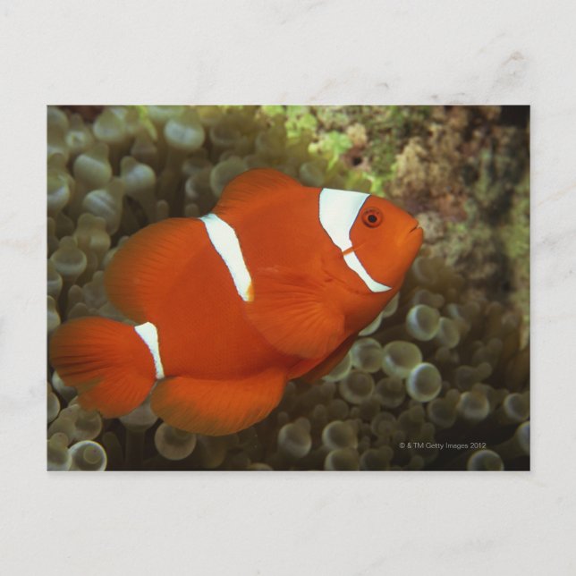 Maroon clownfish with sea anemone postcard (Front)