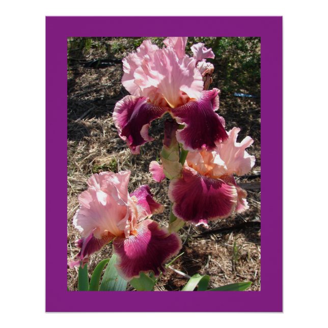 Maroon Flowers Floral Iris Irises Mothers Day Card Poster (Front)