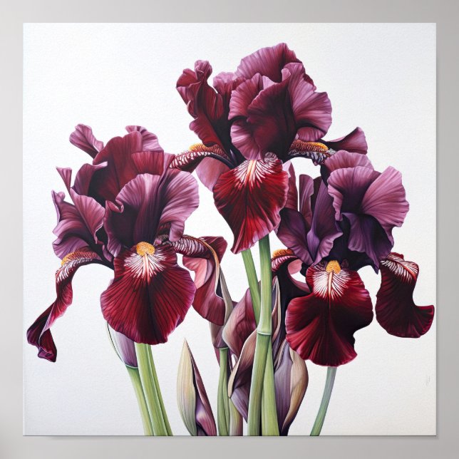 Maroon Irises Flower Art Print Poster (Front)