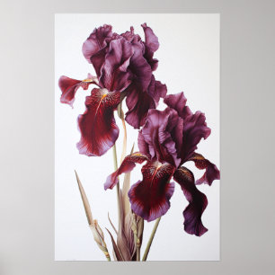Maroon Irises Flower Art Print Poster
