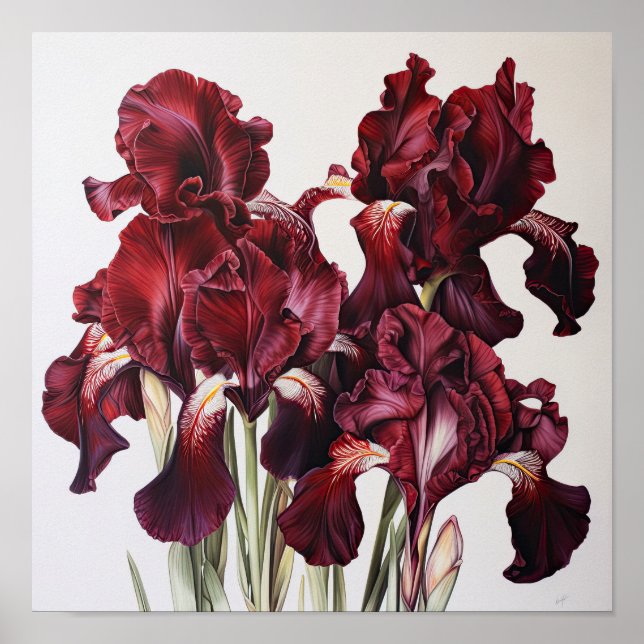 Maroon Irises Flower Art Print Poster (Front)