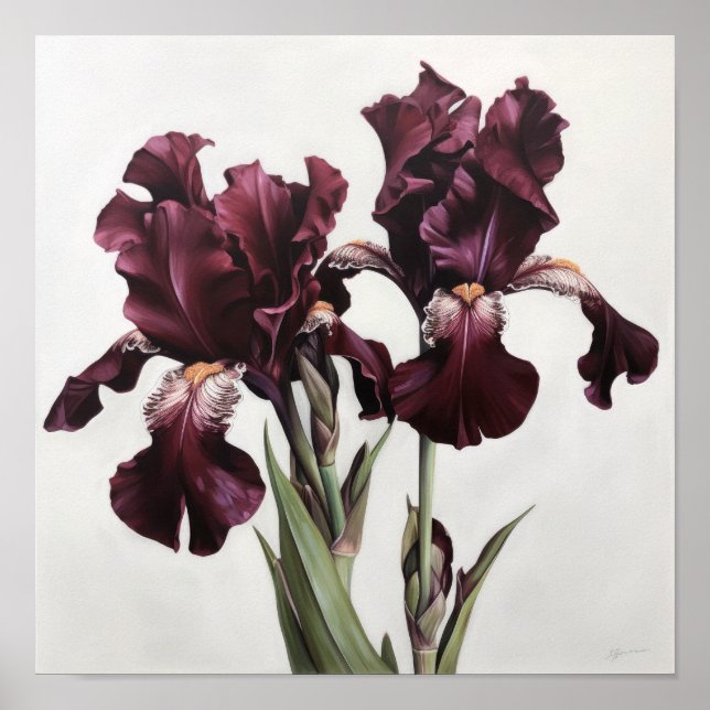 Maroon Irises Flower Art Print Poster (Front)