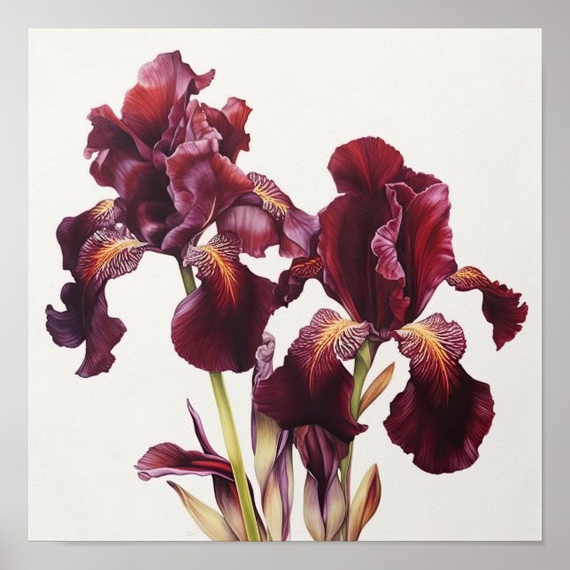 Maroon Irises Flower Art Print Poster (Front)
