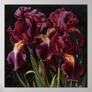 Maroon Irises Flower Art Print Poster