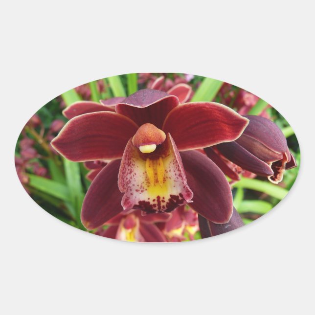 Maroon Orchids I Beautiful Red Floral Oval Sticker (Front)
