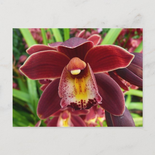 Maroon Orchids I Beautiful Red Floral Postcard (Front)