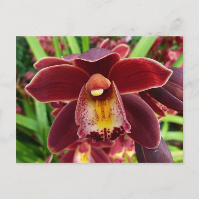 Maroon Orchids I Beautiful Red Floral Postcard (Front)